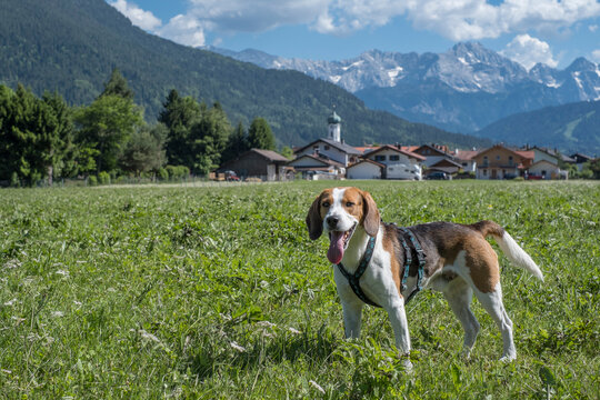 Beagle mit Dorf Farchant