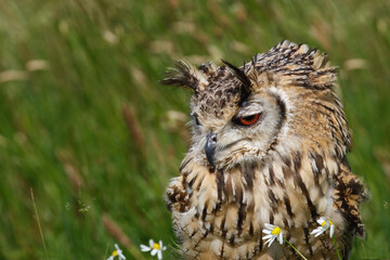 great horned owl standing in the wind