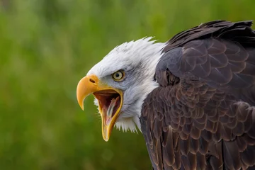 Schilderijen op glas american bald eagle screaming © Karin
