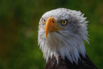 portrait of a bald eagle