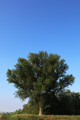 Albero di pioppo centenario in pianura padana sotto il cielo azzurro in una giornata d’estate, dettaglio della chioma