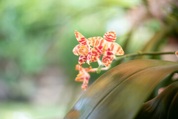 Phalaenopsis Brother Ambo Passion
Meristem aus Taiwan
