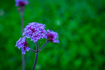 purple flowers of verbena in the garden