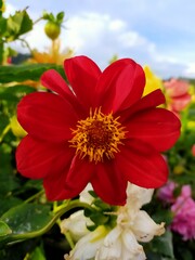 red dahlia flower