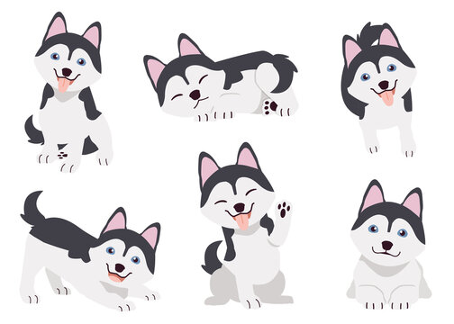 The collection of shihtzu dog in many action with flat vector style. Graphic resource about set of dogs boston terrier for graphic, content, etc. 
