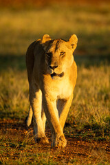 Lioness walks on gravel airstrip at sunrise