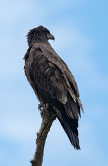 Portrait of a Juvenile Bald Eagle