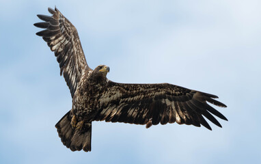 Juvenile Bald Eagle in Flight