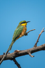 Little bee-eater on branch under blue sky