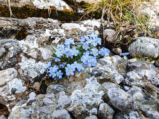 Forget me not flower, Bucegi Mountains, Romania