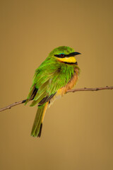 Little bee-eater on branch with golden bokeh
