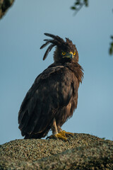 Long-crested eagle on branch against blue sky
