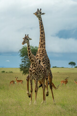 Male Masai giraffe mounts female beside impala