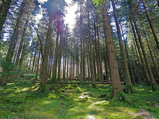 Woodland forest landscape scene in North Wales