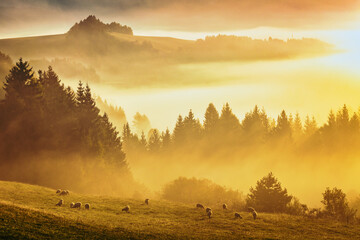 Mountain foggy landscape in the autumn morning. Herd of grazing sheep on a meadow. The Orava region...