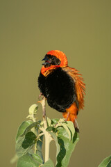 Male black-winged red bishop singing on plant