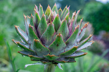 close up of artichoke