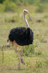 Male common ostrich lifting foot while walking