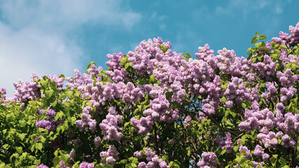 blossoming branch of a purple lilac