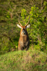 Male defassa waterbuck stands behind grassy mound