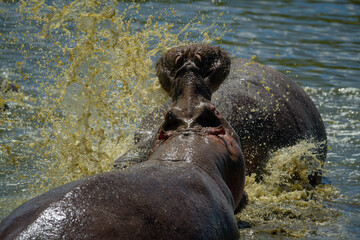 Male hippos confronting each other in spray