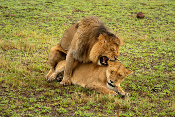 Male lion bites female neck while mating