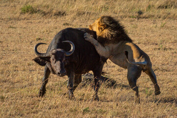 Male lion grabs Cape buffalo by hindquarters