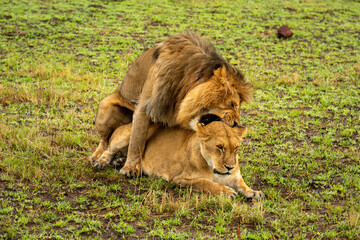 Male lion biting female neck while mating