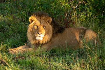 Male lion lies in golden dawn light