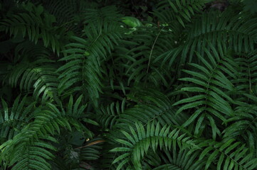 Vertical garden with tropical green leaf