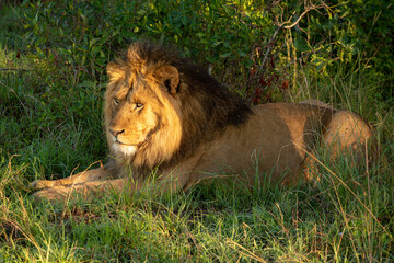 Male lion lies in golden hour light