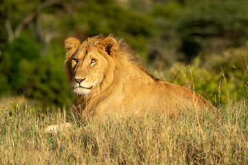 Naklejka na ściany i meble Male lion lies in grass in sunshine