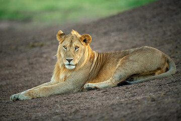 Male lion lies on slope eyeing camera