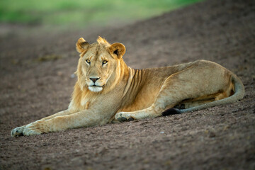 Male lion lies on slope looking down