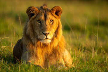 Male lion lying in early morning light