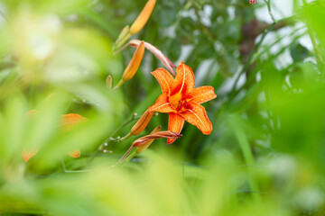 colorful wild flowers summer background.