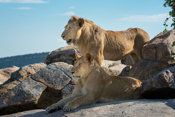 Male lion stands by lioness on rocks