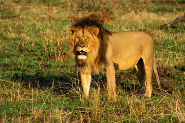 Male lion stands in grass eyeing camera