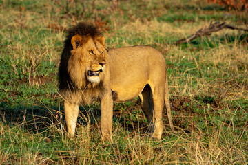 Male lion stands on grass turning head