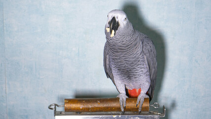 CLOSE UP: Careless pet owners let their beautiful gray parakeet chew gum.
