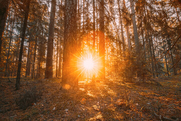 Beautiful Sunset Sunrise Sun Sunshine In Sunny Autumn Coniferous Forest. Sunlight Sunrays Sunbeams Through Woods In Fall Forest Landscape © Great Brut Here