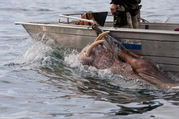 Walrus hunters, Cape Achen, Chukotka, Russia