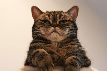 偉そうな態度の猫アメリカンショートヘア