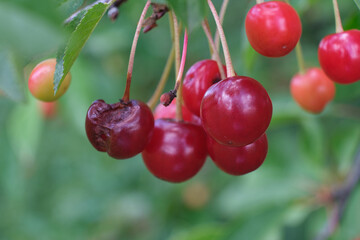 Ripe and bad cherries