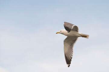 a gull bird soaring across the blue white sky close up