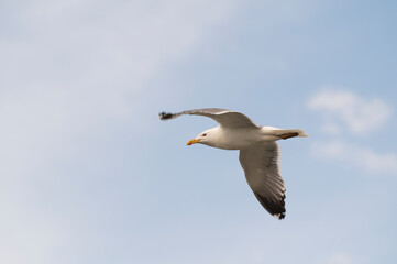 Fototapeta na wymiar a gull bird soaring across the blue white sky close up