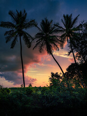 Sunset and the palm trees 