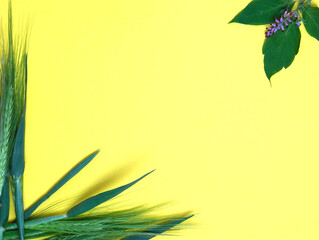 Fototapeta na wymiar Green fresh wheat heads and plant leaves on yellow copy space background.
