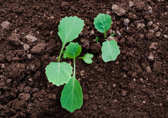 Cabbage seedlings in a potted greenhouse. Vegetable growth. Development. Green sprouts. Leaves.