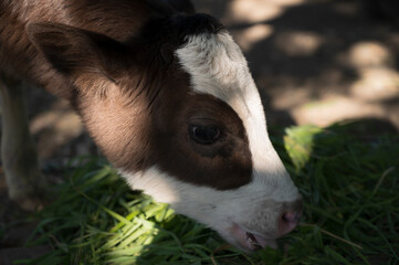a small dark calf with white spots stretches its tongue to the freshly mown grass to eat a close up
